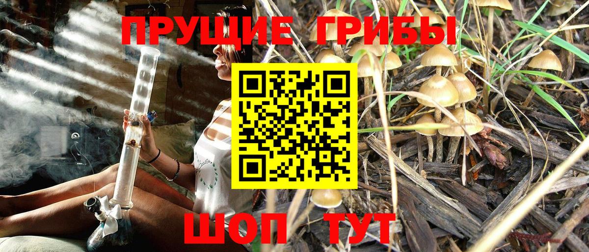 Псилоцибиновые грибы Psilocybine cubensis  Вход с VPN  Губкин  Псилоцибиновые грибы Psilocybine cubensis 